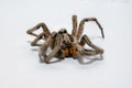 Dead Spider Royalty Free Stock Photo