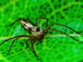 A dead spider on a leaf Royalty Free Stock Photo