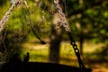 A dead spider silhouette tangled in a spider web Royalty Free Stock Photo