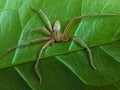 a dead spider stuck behind a leaf, an unknown spider. green foliage background that has fiber.