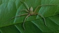 a dead spider stuck behind a leaf, an unknown spider. green foliage background that has fiber. Royalty Free Stock Photo