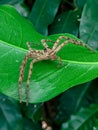 A dead spider stuck behind a leaf, an unknown spider. green foliage background that has fiber. Royalty Free Stock Photo