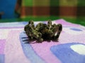 Dead Spider Tarantula Lycosa Singoriensis. Royalty Free Stock Photo