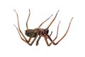 Dead spider on white Royalty Free Stock Photo