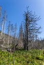 Dead spruce forest after the European spruce bark beetle attack, withered tree trunks and stumps with white bark. Royalty Free Stock Photo