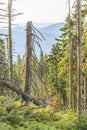 Dead spruce forest on the slopes of Babia GÃ³ra, Poland