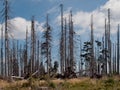 Dead spruce forest, ecological disaster