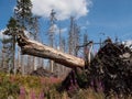 Dead spruce forest,  in the foreground a broken trunk of an uprooted tree Royalty Free Stock Photo