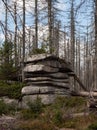 Dead spruce forest  with weathered rock in the foreground Royalty Free Stock Photo
