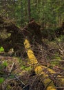 Dead spruce lying moss wrapped