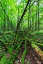 Dead spruce lying moss wrapped