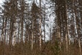 Dead spruce trees in the Thuringian forest Royalty Free Stock Photo