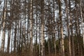 Dead spruce trees in the Thuringian forest Royalty Free Stock Photo