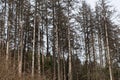 Dead spruce trees in the Thuringian forest Royalty Free Stock Photo