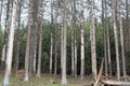 Dead spruce trees in the Thuringian forest Royalty Free Stock Photo