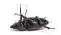 Dead Stag Beetle lying on its back, Lucanus cervus, isolated