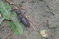 Dead stag beetle. The real king of bugs. Rare variety with black Royalty Free Stock Photo