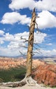 Dead standing tree with big roots on a dry underground Royalty Free Stock Photo