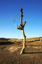 Dead standing tree in gobi desert