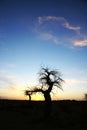 Dead standing tree in sunset
