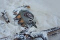 Dead stegosaurus under the snow in winter land