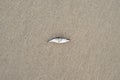 Dead small stickleback fish on the seashore. Royalty Free Stock Photo