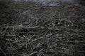 Dead Straw Plant Background floating in lake