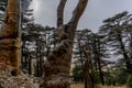 Dead stump in a cedar grove in ancient Lebanon