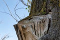 Dead Stump of trimmed tree branch projecting from tree trunk at the park in Carter Lake Iowa