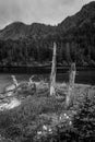 Dead Stumps Fox Island