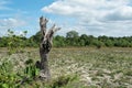 Dead stumps and harvested rice fields