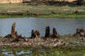 Dead stumps on shoal in natural swamp.