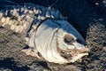 Dead suffocated fish skeleton Royalty Free Stock Photo