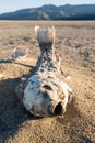 Dead suffocated fish skeleton Royalty Free Stock Photo