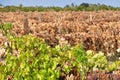 Dead Sultana Grape Vines