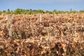 Dead Sultana Grape Vines