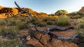 Dead tree on the plateau overlooking Kings Canyon, Red Center Australia Royalty Free Stock Photo