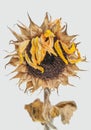 Dead Sunflower Royalty Free Stock Photo