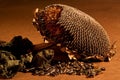 Dead sunflower with dead leaves Royalty Free Stock Photo