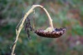 A Dead Sunflower Droops Over Royalty Free Stock Photo