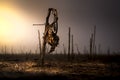 Dead Sunflower in a Fallow Field at Sunset