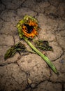 Dead sunflower on cracked ground Royalty Free Stock Photo