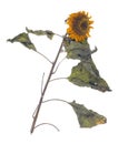 Dead sunflower- patient skin concept Royalty Free Stock Photo