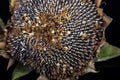 A dead sunflower Royalty Free Stock Photo