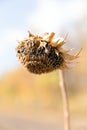 dead sunflower in summer Royalty Free Stock Photo