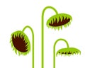 Dead Sunflowers clipart Royalty Free Stock Photo