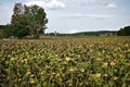 Dead sunflowers in the field in late autumn, Orangeville, Ontario, Canada Royalty Free Stock Photo