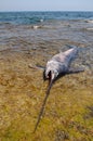 Dead swordfish on the beach Royalty Free Stock Photo