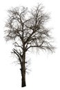 Dead tamarind tree isolated