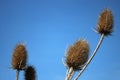 Dead teasel flowerheads against clear blue sky Royalty Free Stock Photo